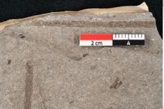 Foto (Detailansicht) von Puccinites zosterae Ettingshausen (NHMW-GEO-2024-0188-6619)